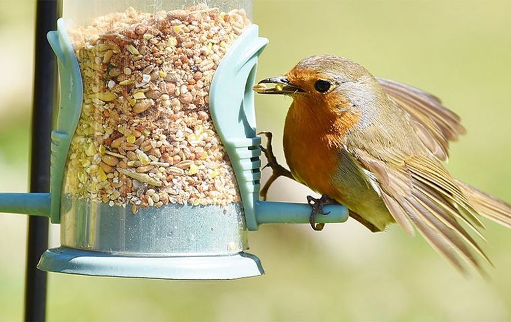 Wanneer je wat? | Vogelbescherming