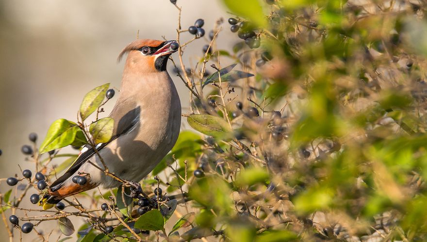 Pestvogel / Hans Peeters