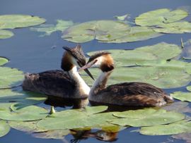 Liefde in de polder