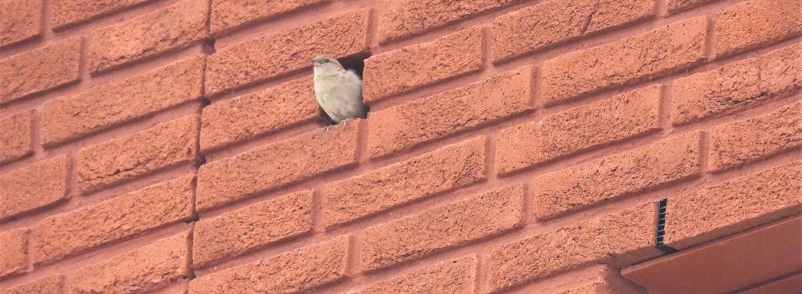 Neststeen met huismus / Frans Hijnen