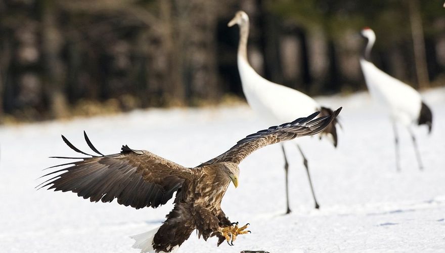 Zeearend en Japanse kraanvogels / Marc Guyt Agami