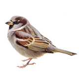 Huismus / Elwin van der Kolk