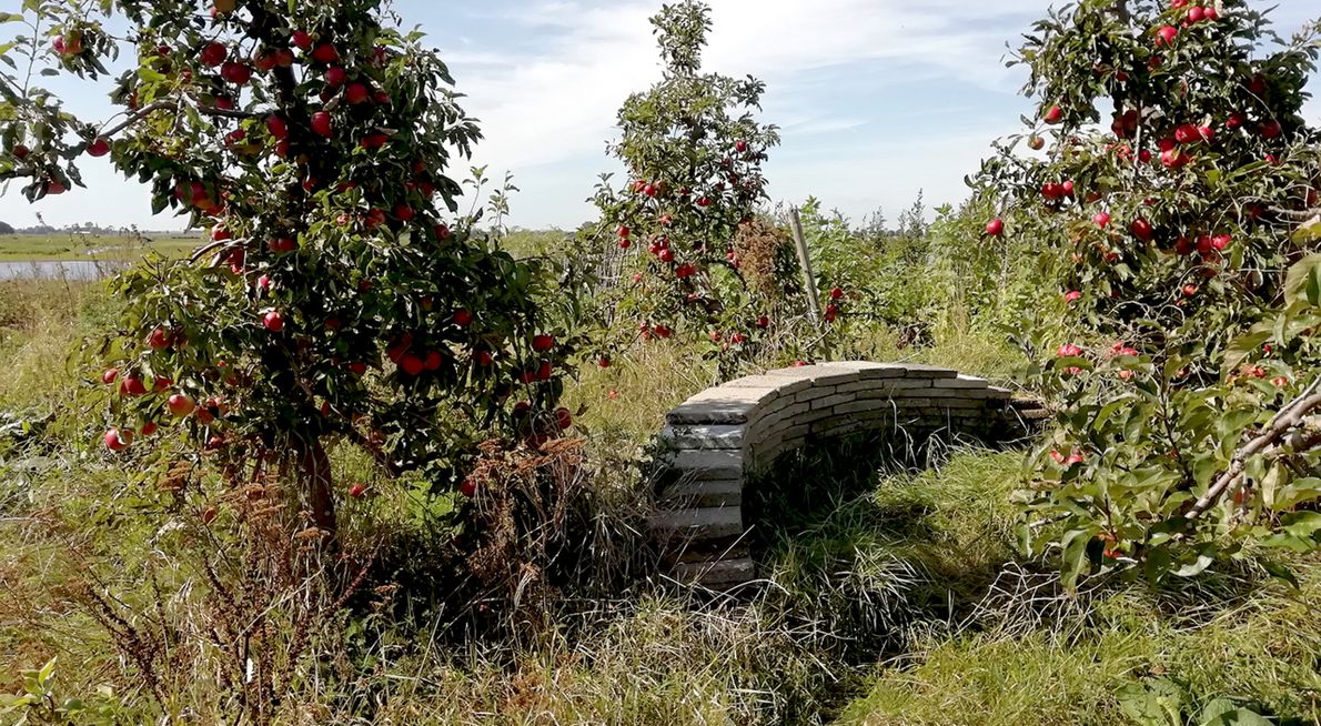 Fruit en stapelmuur in tuin van Ingeborg Lewis