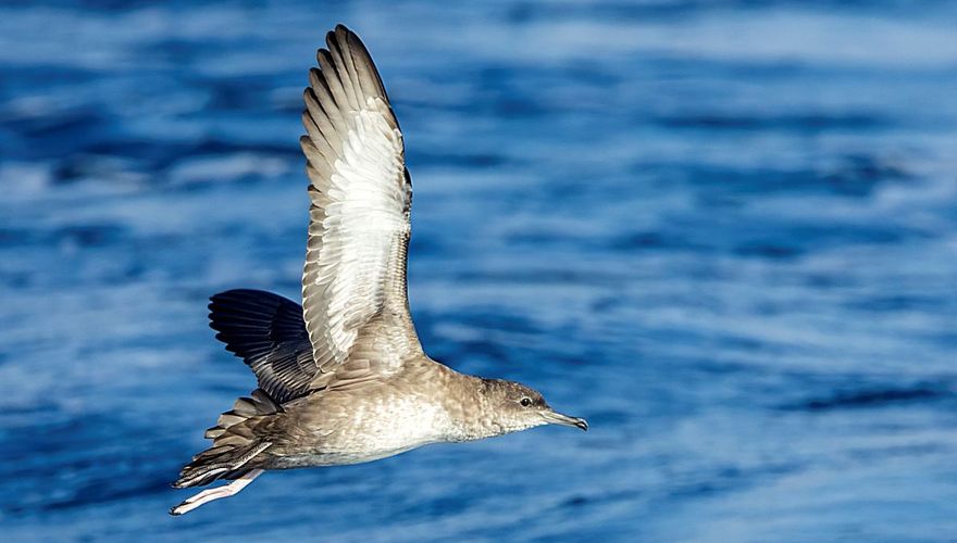 Vale pijlstormvogel / Marc Guyt AGAMI