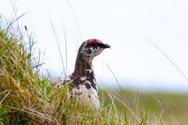 Even met het hoofd boven het gras