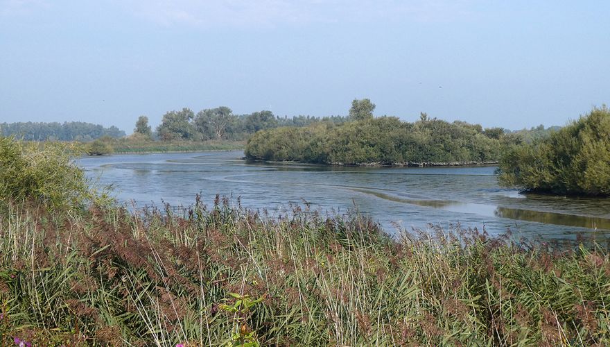 Biesbosch / Staatsbosbeheer