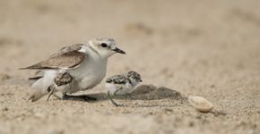 Strandplevier met jong / Shutterstock