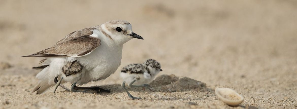 Strandplevier met jong / Shutterstock