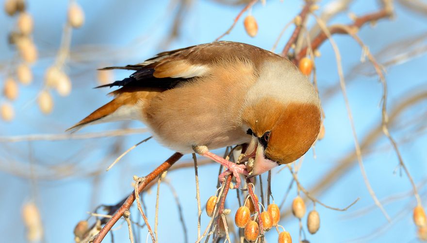 Appelvink / Shutterstock