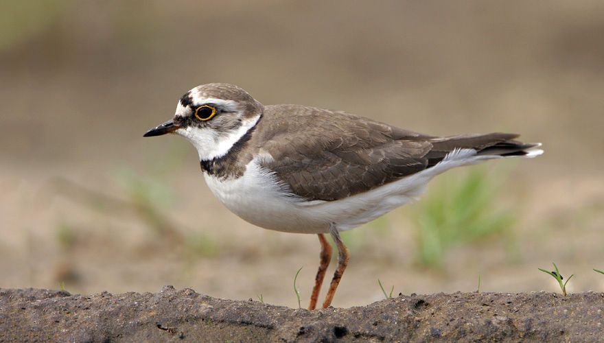 Kleine plevier / Birdphoto