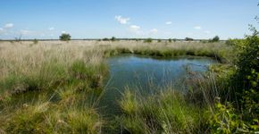 Fochteloerveen / Agami - Wil Leurs