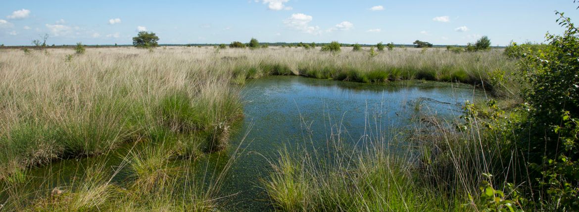 Fochteloerveen / Agami - Wil Leurs