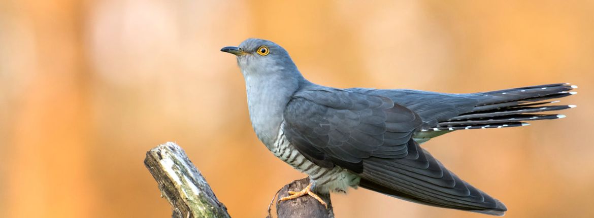 koekoek  / Shutterstock