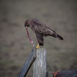 Een laat ontbijt of vroege lunch (deel 2)