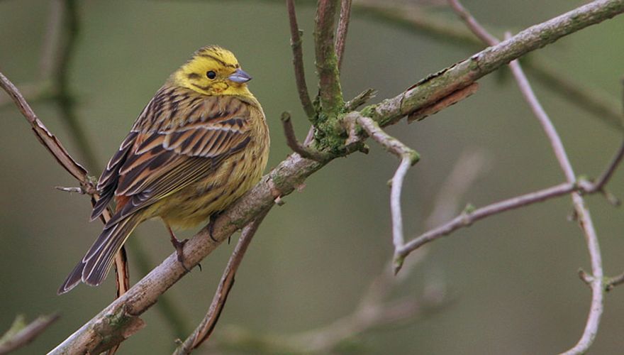 Geelgors / Birdphoto