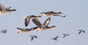 Grauwe gans - Jouke Altenburg