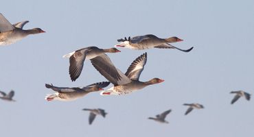 Grauwe gans - Jouke Altenburg