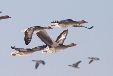 Grauwe gans - Jouke Altenburg