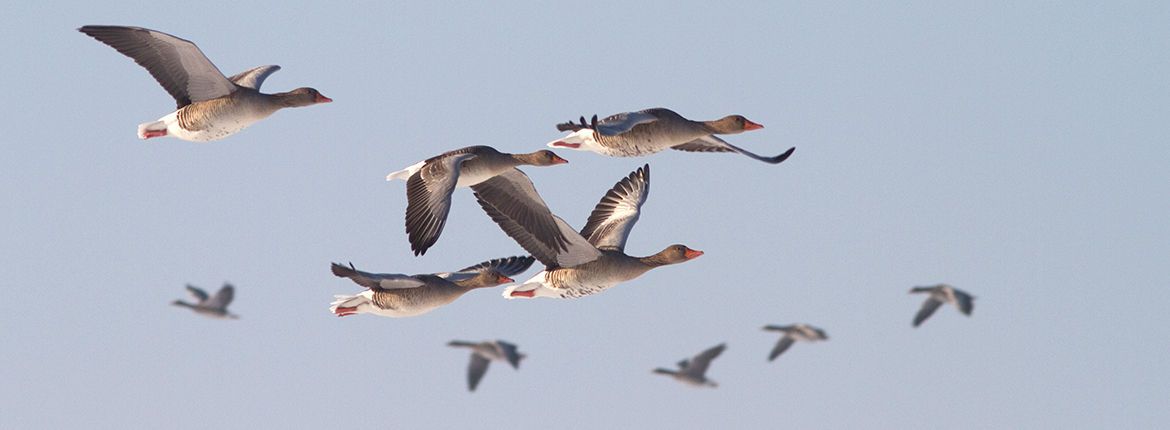 Grauwe gans - Jouke Altenburg