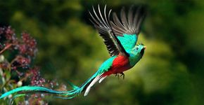 Quetzal / Shutterstock