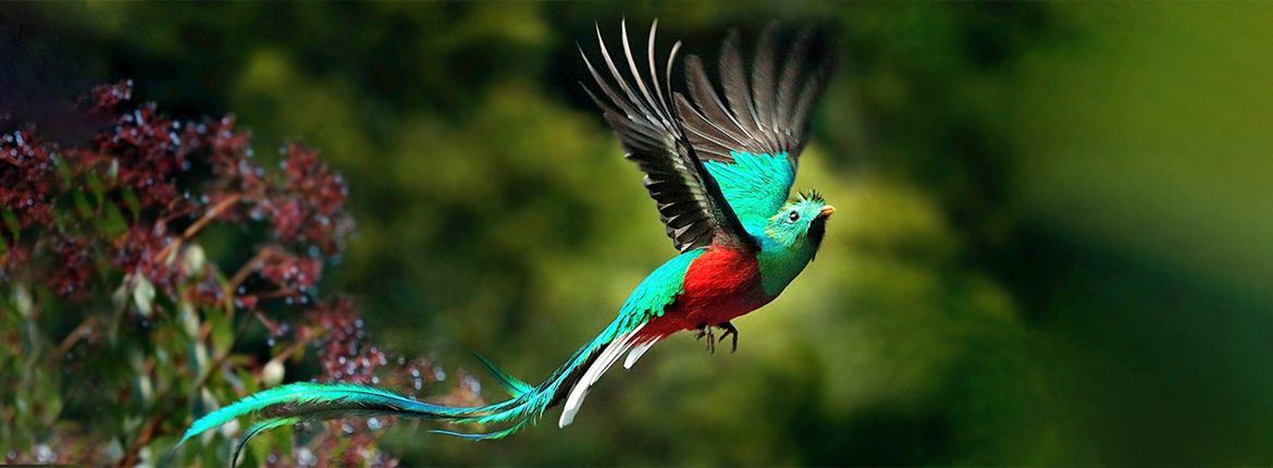 Quetzal / Shutterstock