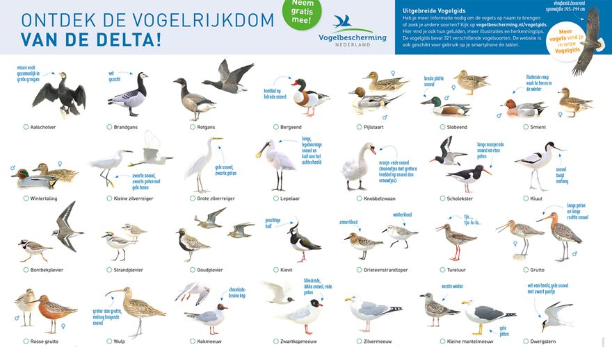 opening Oeps mythologie Ontdek de vogels van de Zuidwestelijke Delta | Vogelbescherming