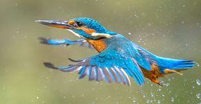 IJsvogel / Shutterstock IJsvogel / Shutterstock