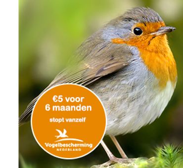 Actielid roodborst / Shutterstock