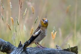 Appelvink in avondzon