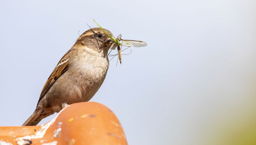 Huismus met insect / Wil Leurs AGAMI