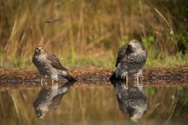 Sperwers volgen aandachtig de vliegroute van de libelle