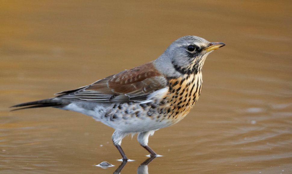 Kramsvogel / Agami