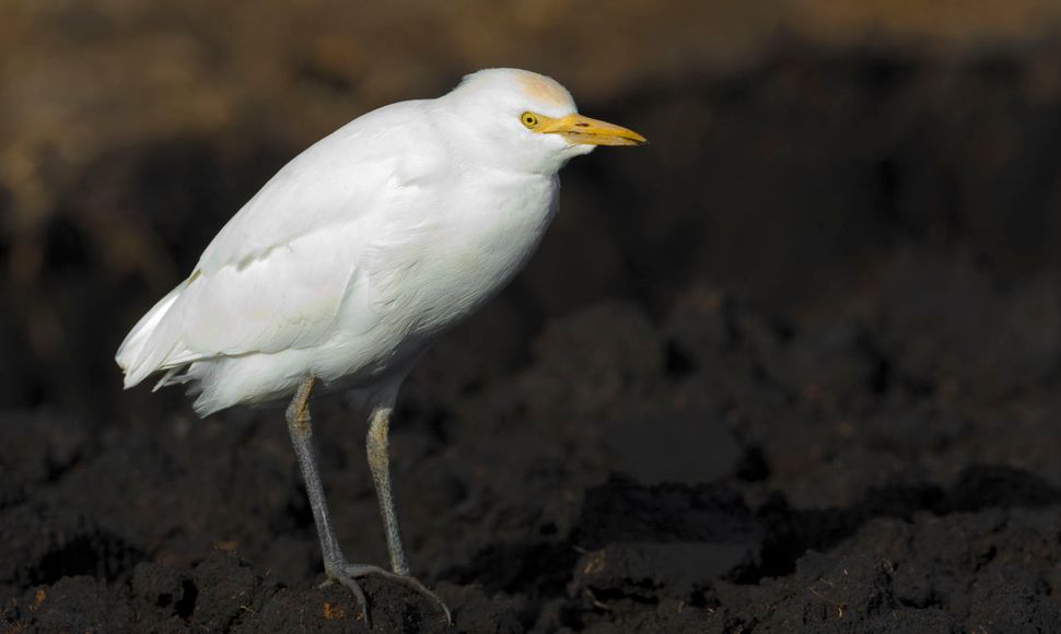 Koereiger / Agami