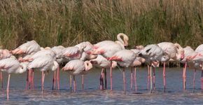 grote flamingo/ hans Peeters