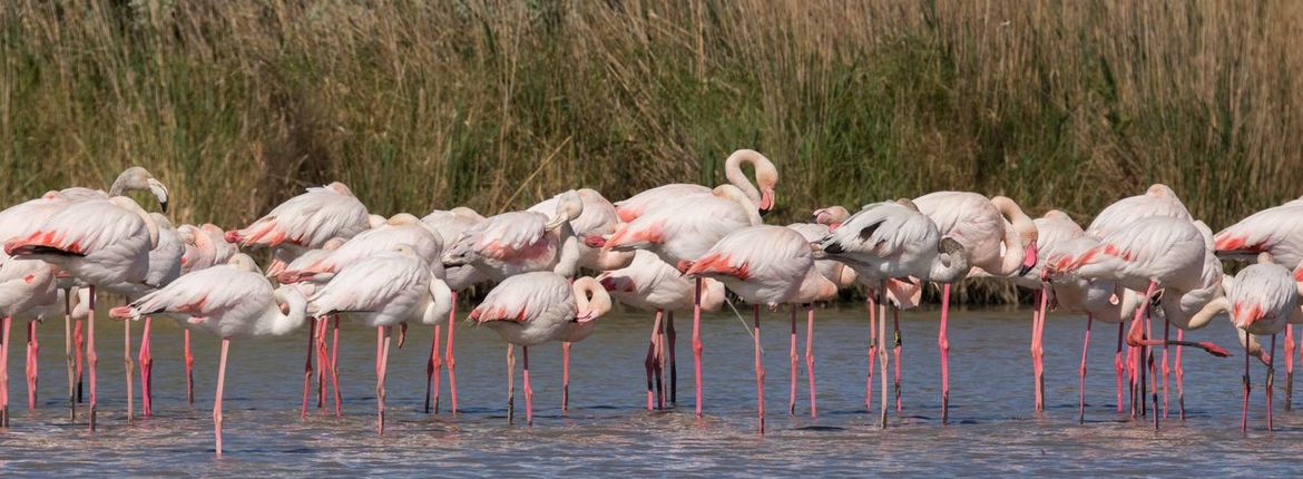 grote flamingo/ hans Peeters