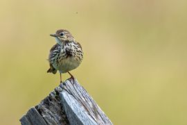 Graspieper op zoek naar prooi.