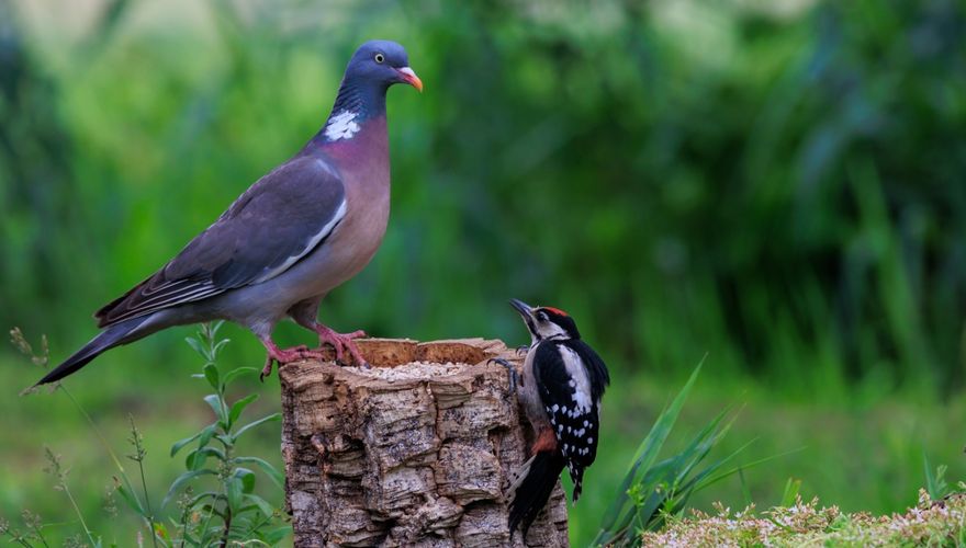 uitdrukken verloving aantrekken Duiven in de tuin: haters en liefhebbers | Vogelbescherming