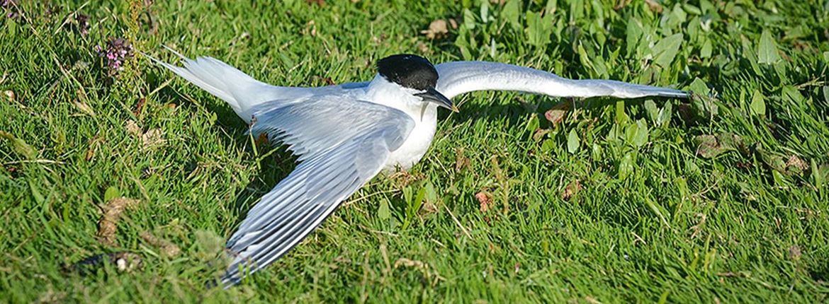 Vogelgriep grote sterns op Texel / Rene Pop