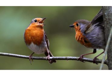 Roodborst / Koos Dansen