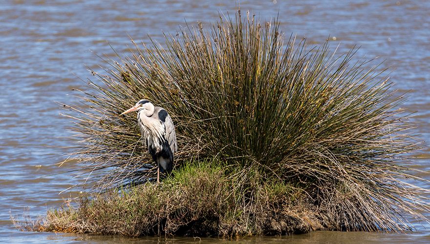 Blauwe reiger / Hans Peeters