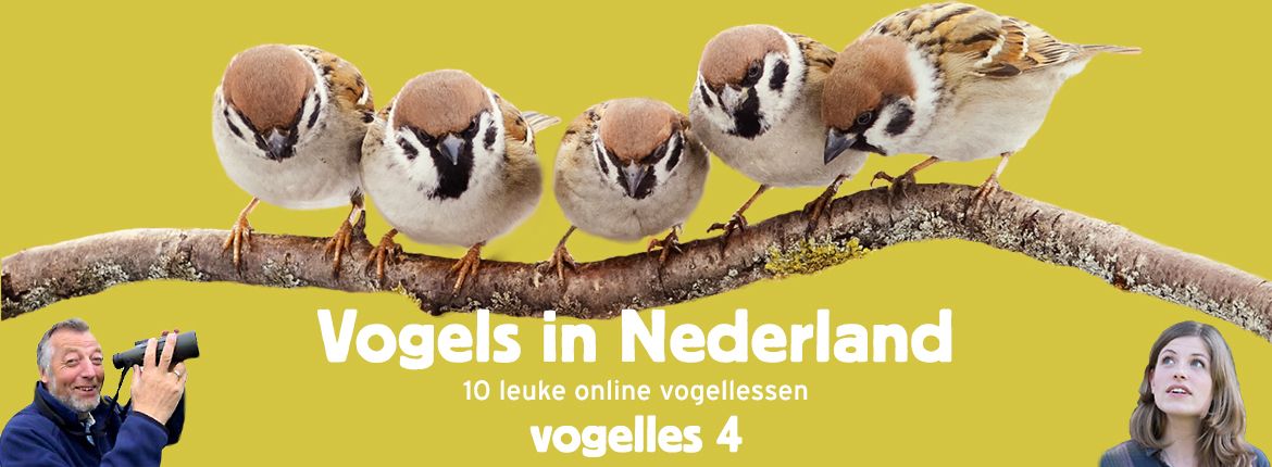 Vogels in Nederland - Vogelles 4