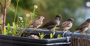 Huismussen op balkon / shutterstock