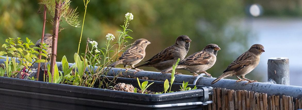 Huismussen op balkon / shutterstock