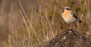 Tapuit / Rowin Dreef Fotogalerij Vogelbescherming