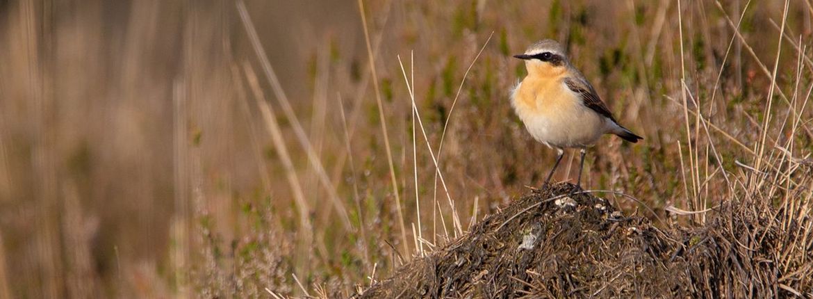 Tapuit / Rowin Dreef Fotogalerij Vogelbescherming