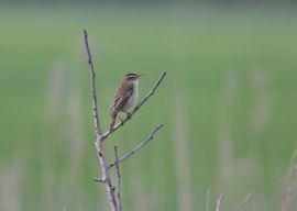 Laten weten dat je er bent