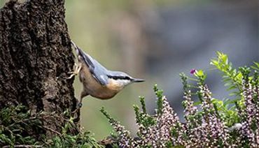 Boomklever / Roy de Haas