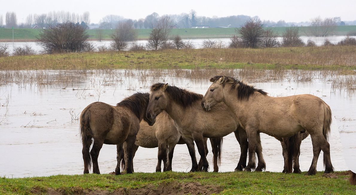 Koninkpaarden / Hans Peeters