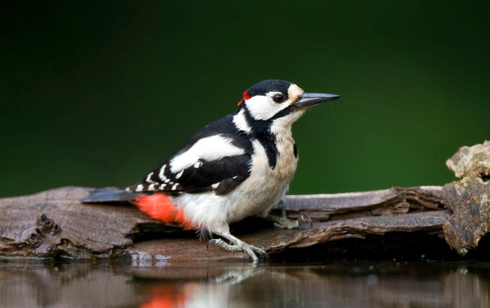 Grote specht | Vogelbescherming