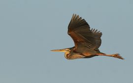 Purperreiger in de vlucht